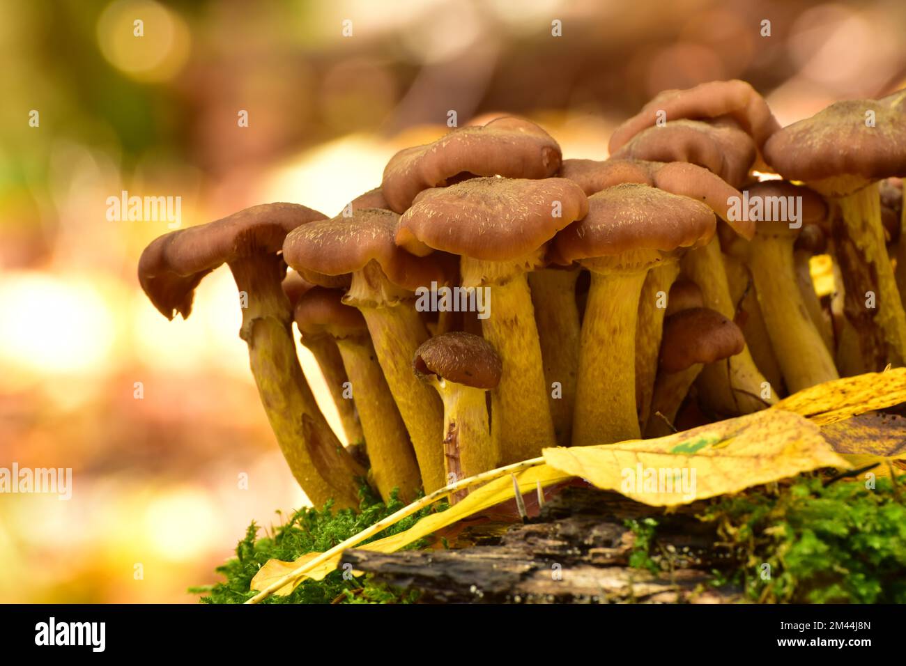 Group of parasitic wood dwellers Common armillaria solidipes