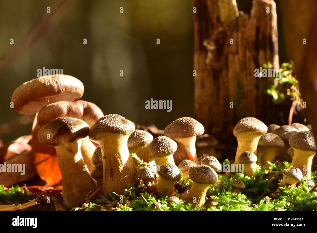 Group of parasitic wood dwellers Common armillaria solidipes (Armillaria ostoyae) on a tree stump in mixed beech forest, Hunsrueck Stock Photo