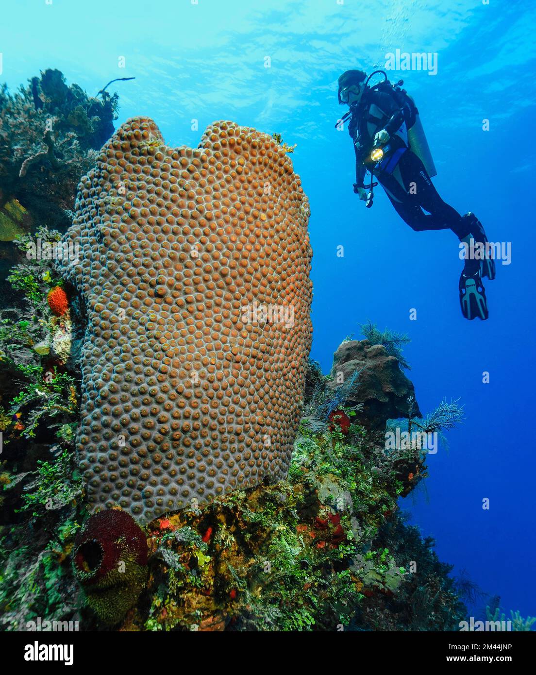 Diver looking at illuminated large polyp great star coral (Montastrea cavernosa) in Caribbean coral reef, Caribbean, Bahamas Stock Photo