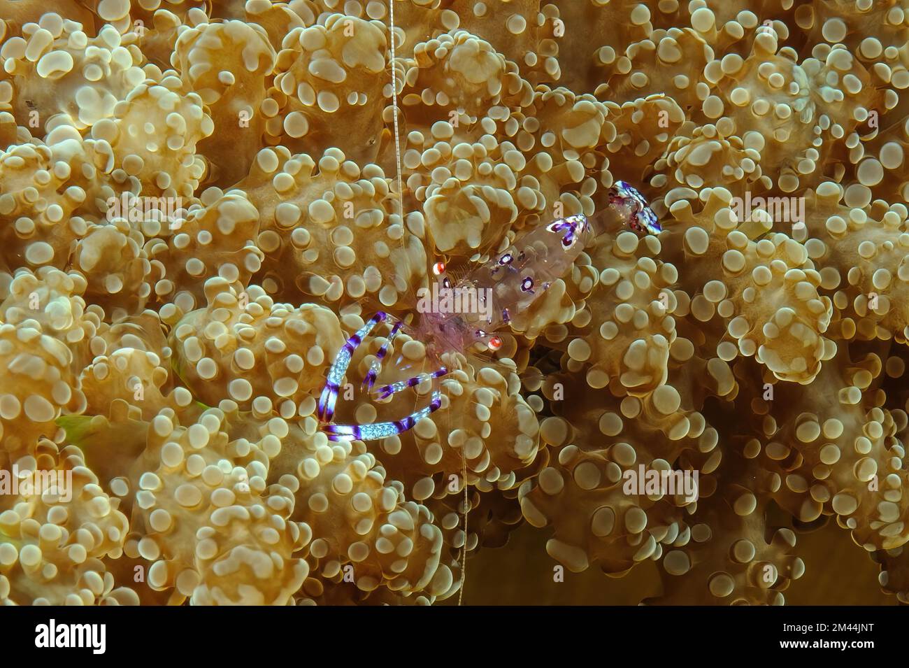 Close-up of Holthuis shrimp Anemone partner shrimp (Ancylomenes holthuisi) (Periclimenes holthuisi) sitting on sea anemone (Euphyllia paradivisa) Stock Photo