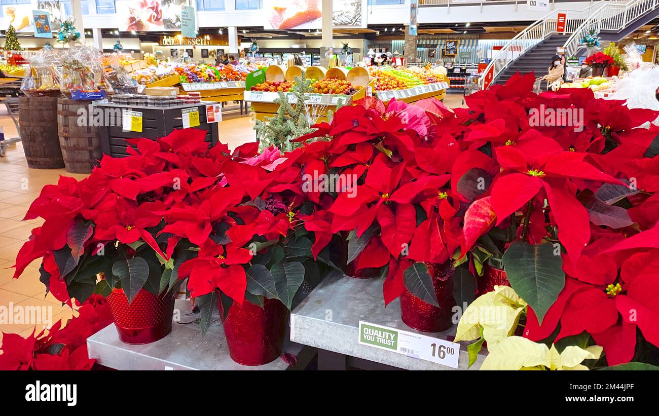 Christmas flower in the pot for sale in the supermarket Stock Photo Alamy