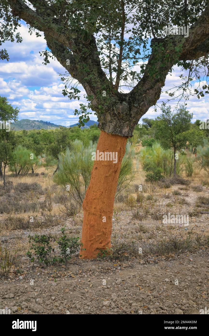 Peeled corck oak tree (Quercus suber) trunk, Arronches village ...