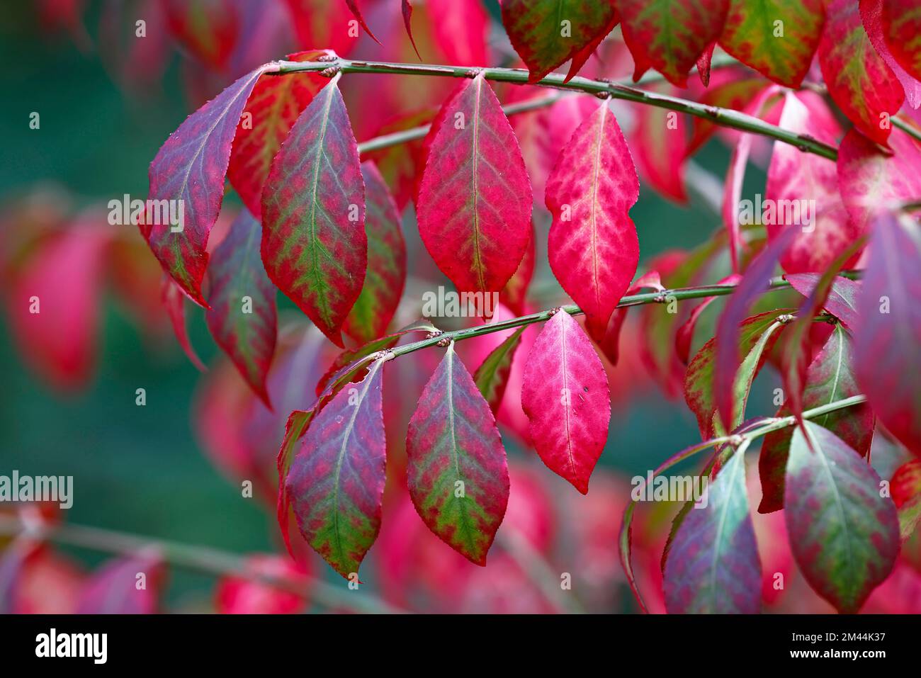 Winged spindle bush ornamental form Compactus (Euonymus alatus