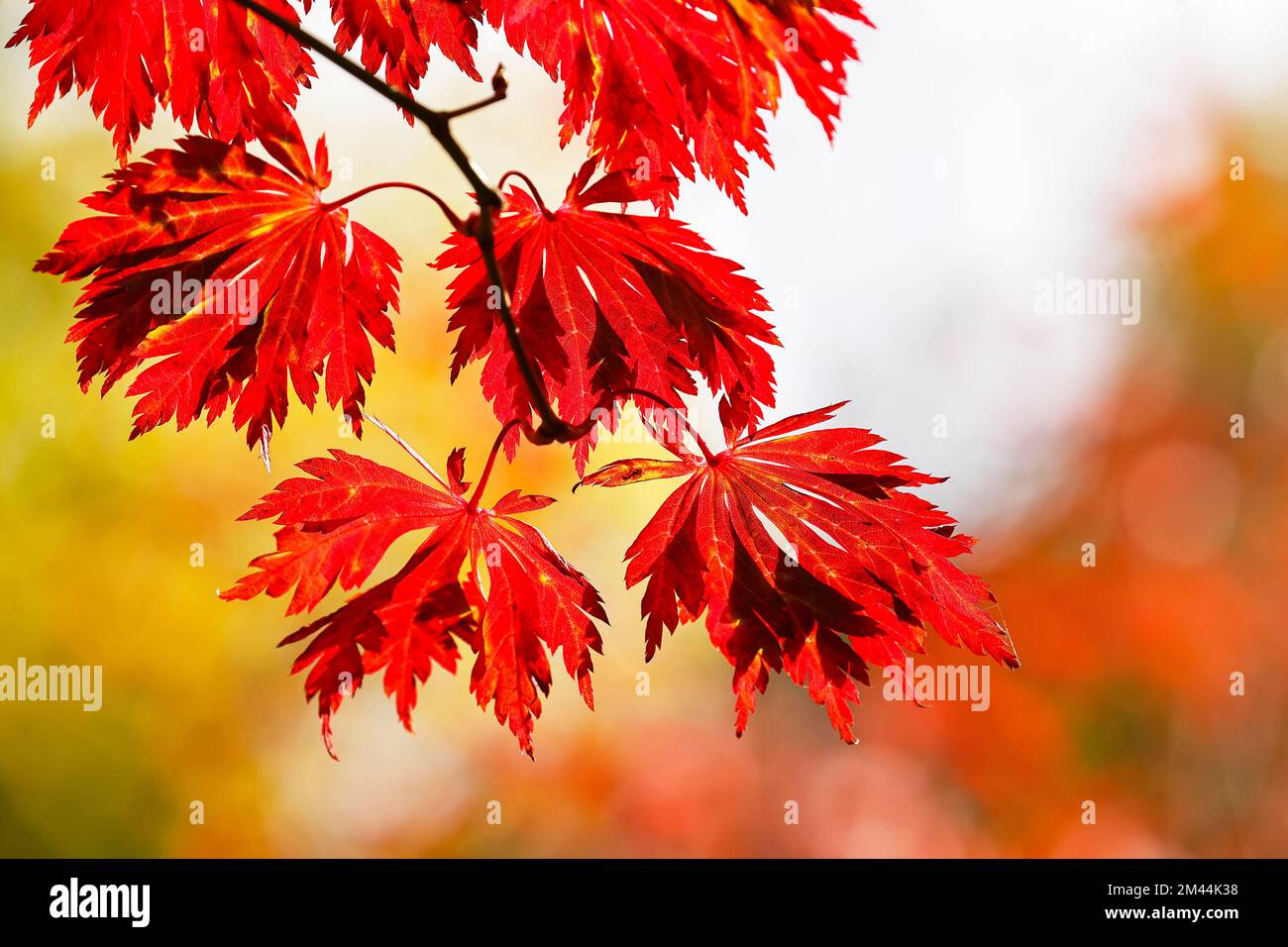 Fullmoon maple (Acer japonicum Aconitifolium) ornamental form Aconitifolium leaves in autumn colouring, Germany Stock Photo
