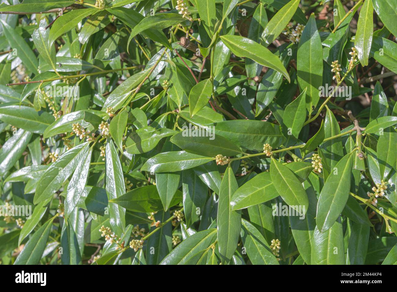 Rhododendron leaves with new spring buds. Close-up. texturally Stock Photo