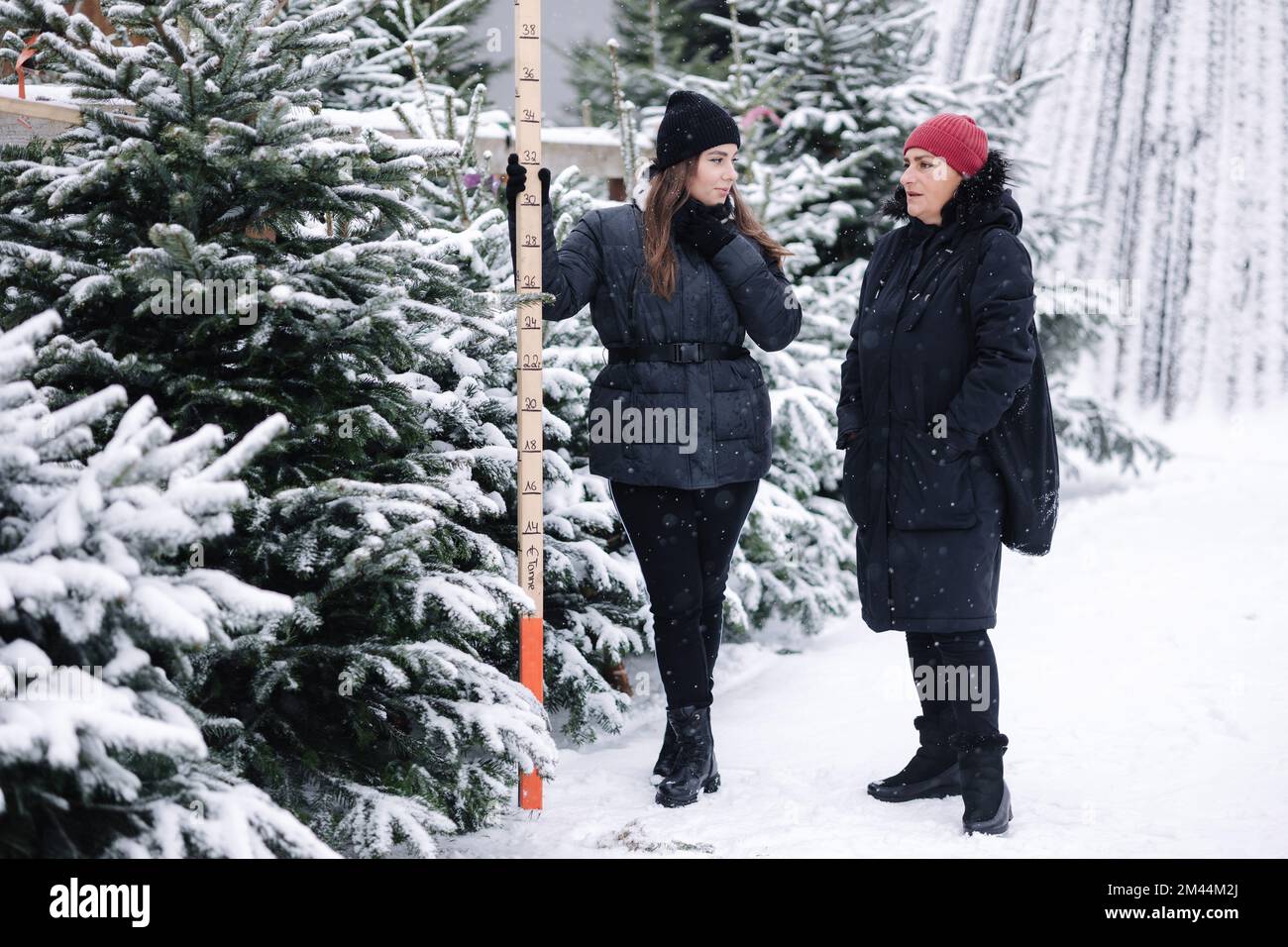 Mom and daughter choose Chritsmas tree at the fair. Girls measure fir tree using using a wooden rulet Stock Photo