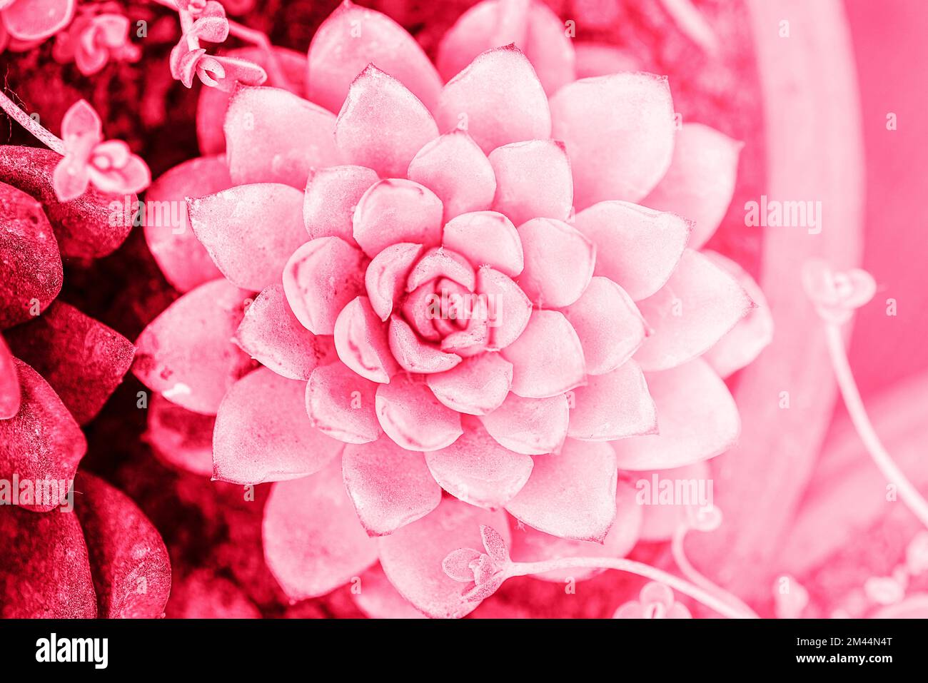 Echeveria elegans plant in a pot. Toned in viva magenta - color of the year 2023. Top view, closeup. Stock Photo