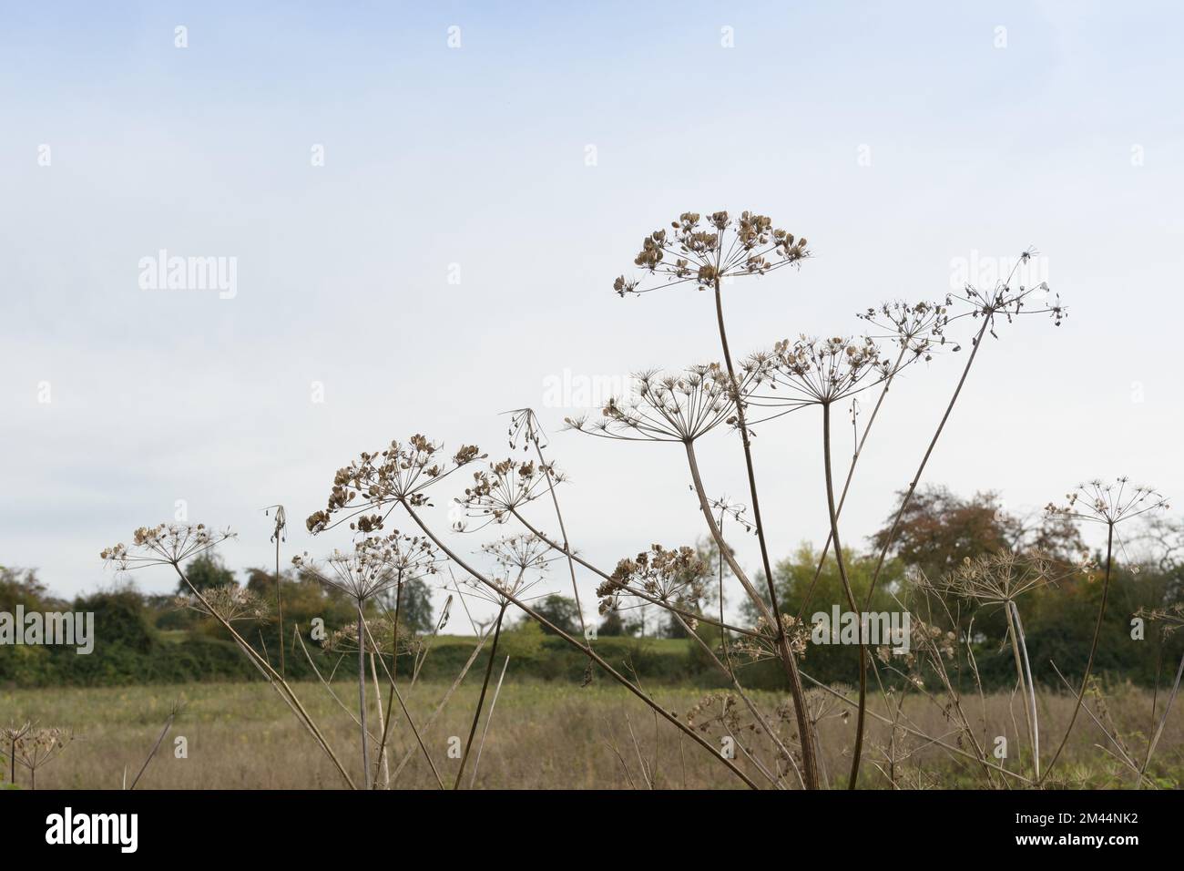 Hogweed against the background of the empty autumn sky with a copy space Stock Photo