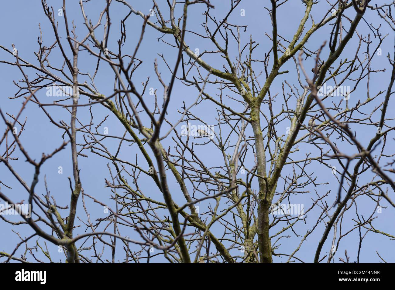 A small bird in the center of the frame among the branches of a winter tree without foliage Stock Photo
