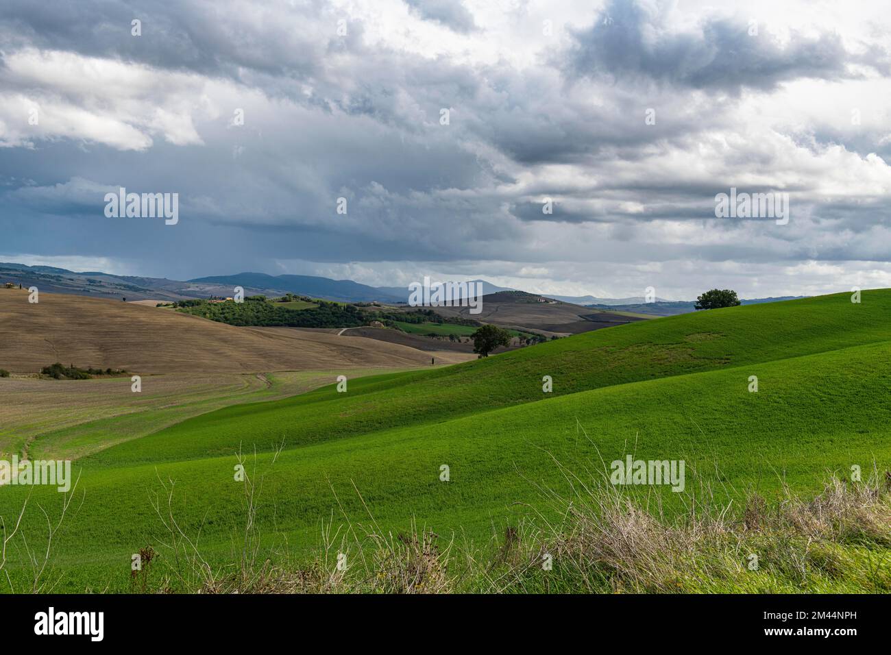 Mountain stream, European Larchs, Larix decidua, Pinaceae, Val da Larisch,  Dumagns, Muntogna da Schons, Alps, Canton of Graubünden, Switzerland Stock  Photo - Alamy