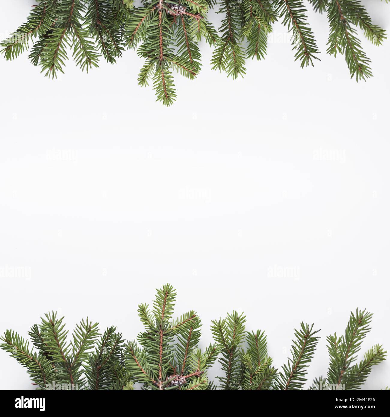 Coniferous branches light desk (1) Stock Photo
