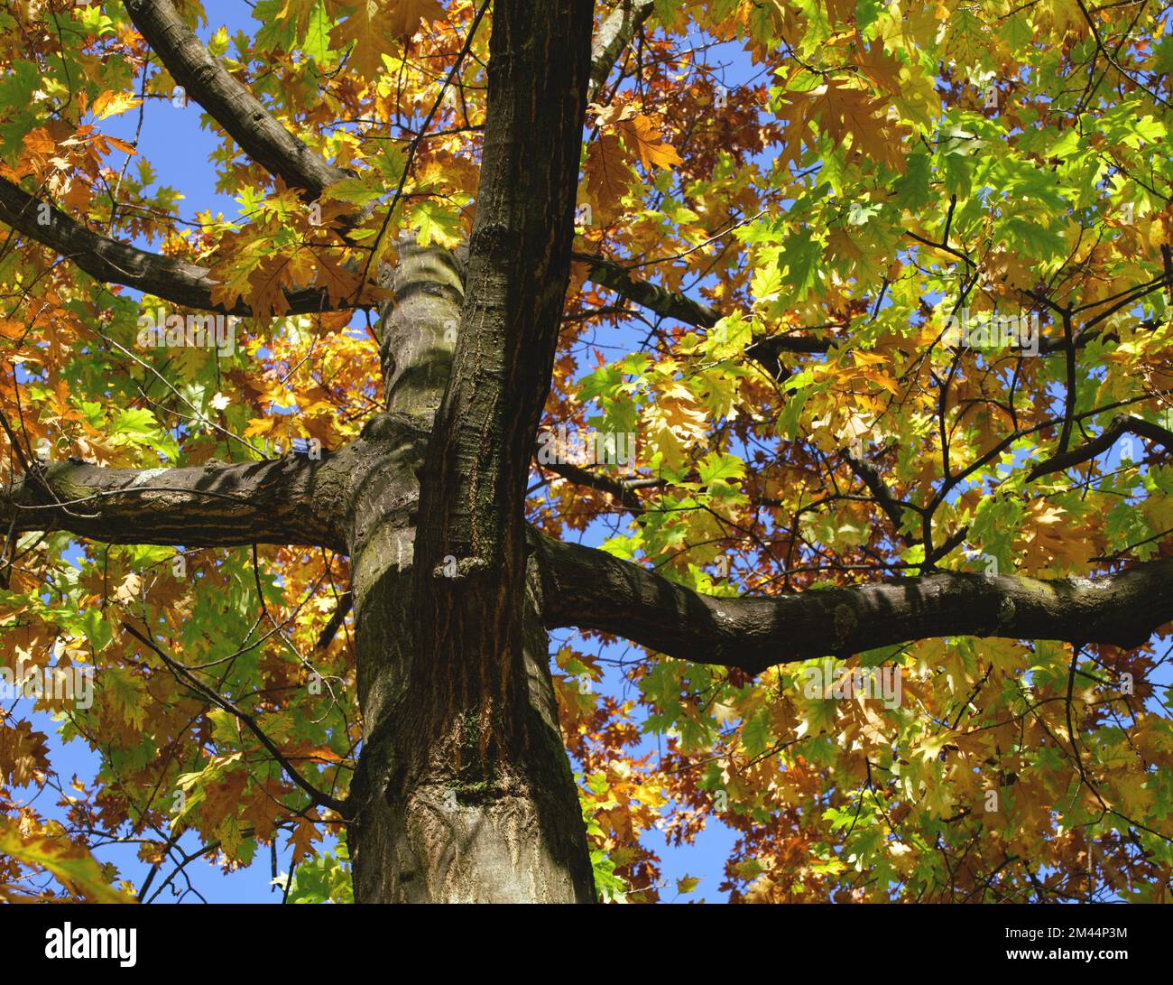 Autumn coloured deciduous tree Stock Photo