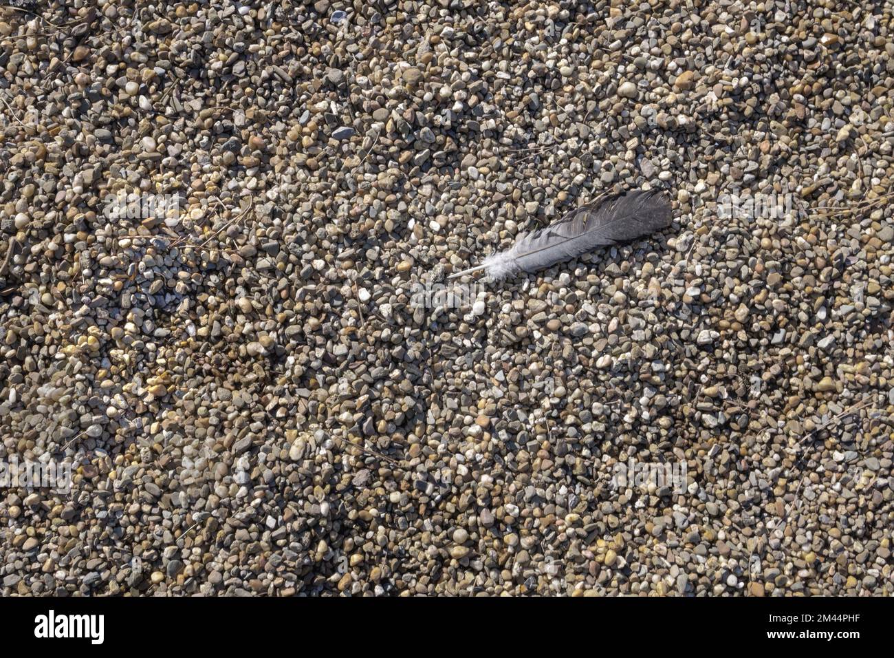 Feather of a bird on fine gravel, close-up Stock Photo