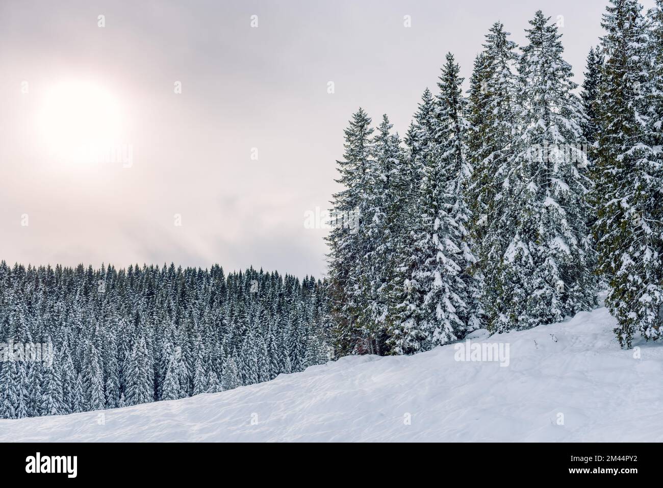 Snowy forested landscape in the mountains with pale sunlight filtering the cloud cover on a winter day. Natural background. Stock Photo