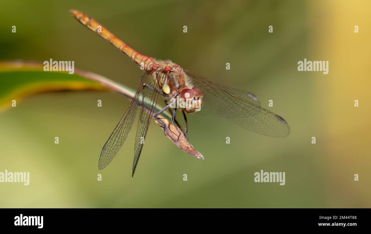 Female common darter dragonfly Stock Photo