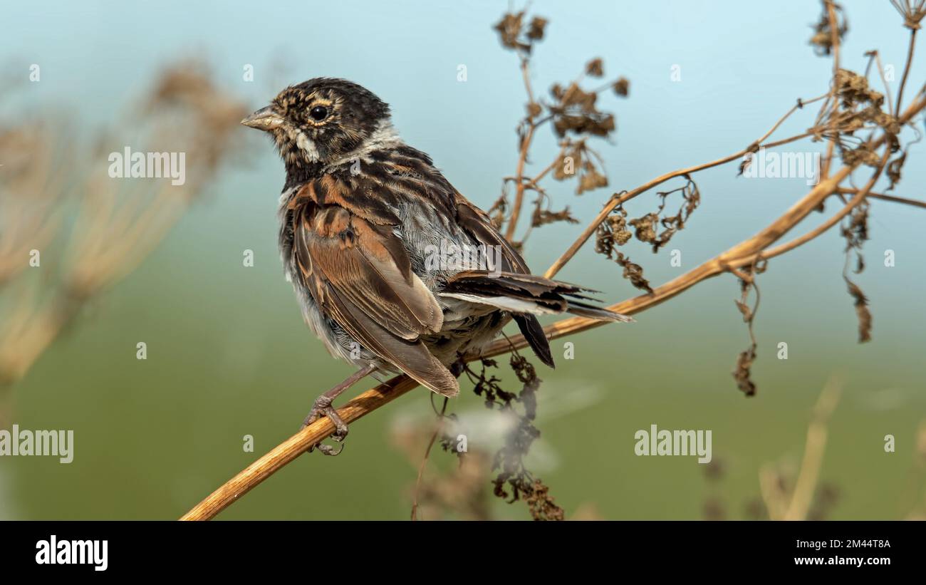 Male Reed Bunting perched on dry cow parsley Stock Photo - Alamy