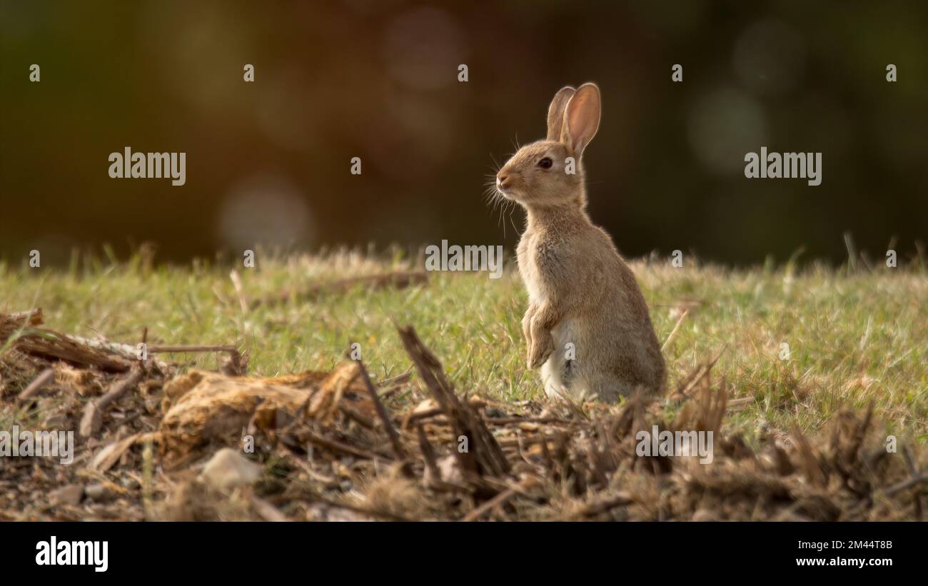 Young rabbit standing upright on hind legs in Cannock Chase, Shropshire, UK Stock Photo