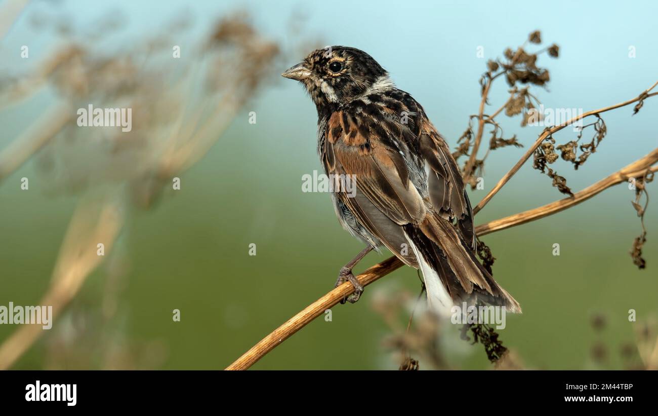 Male Reed Bunting perched on dry cow parsley Stock Photo - Alamy