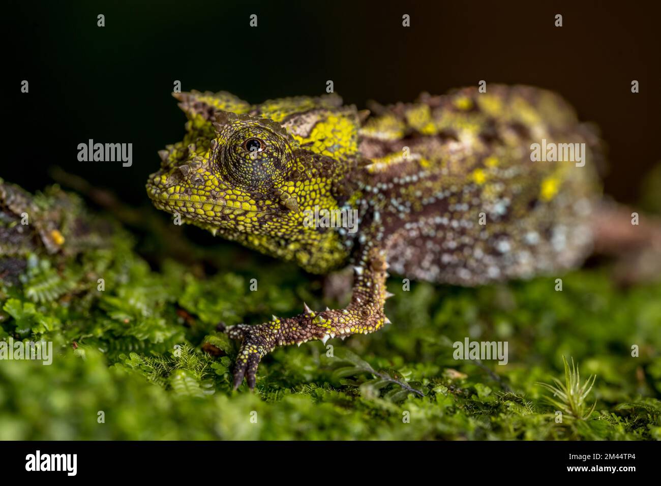 Variegated Earth Chameleon (Brookesia vadoni), Marojejy National Park