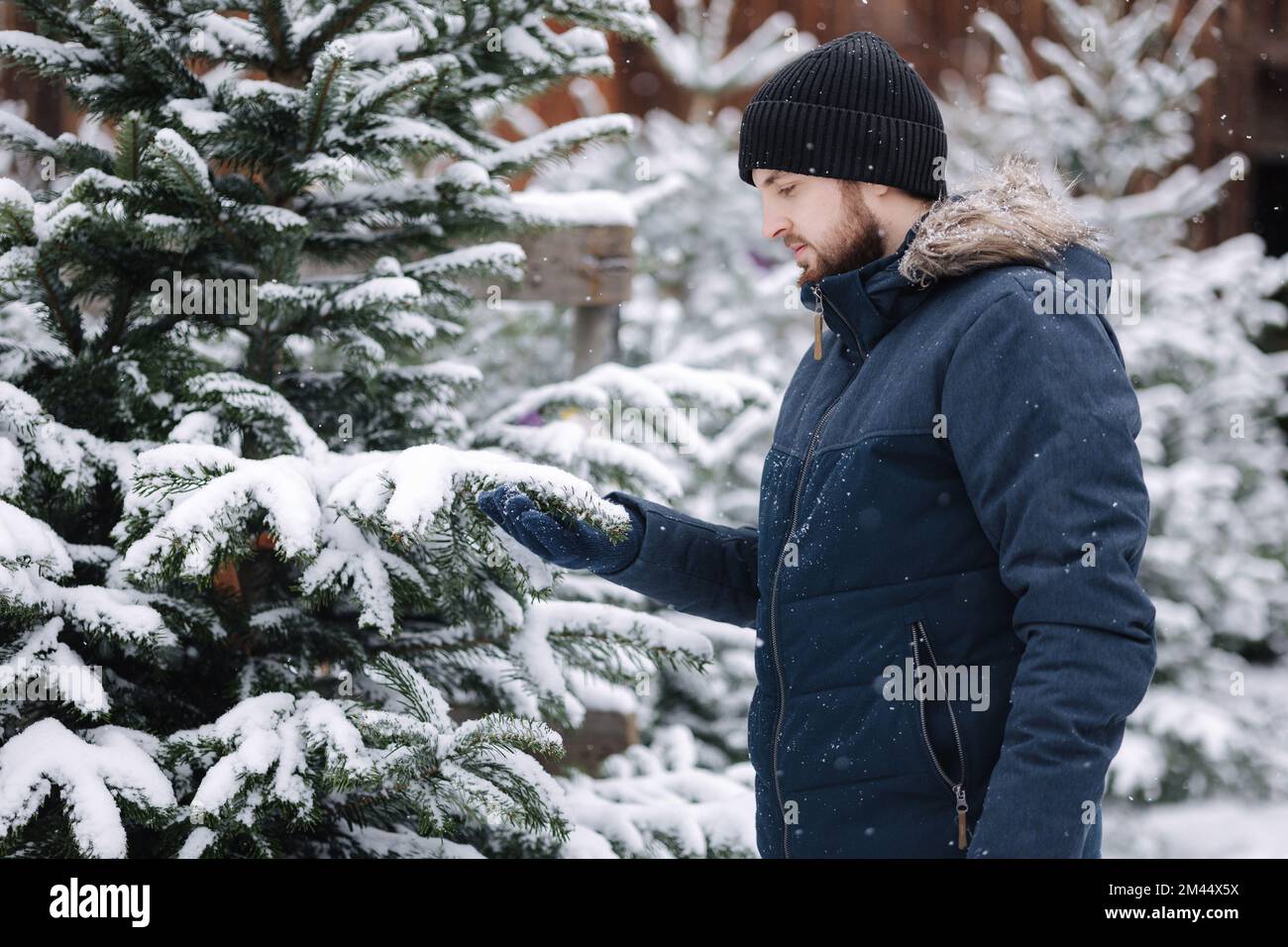 Handsome bearded man chooses a Christmas tree at the fair Stock Photo