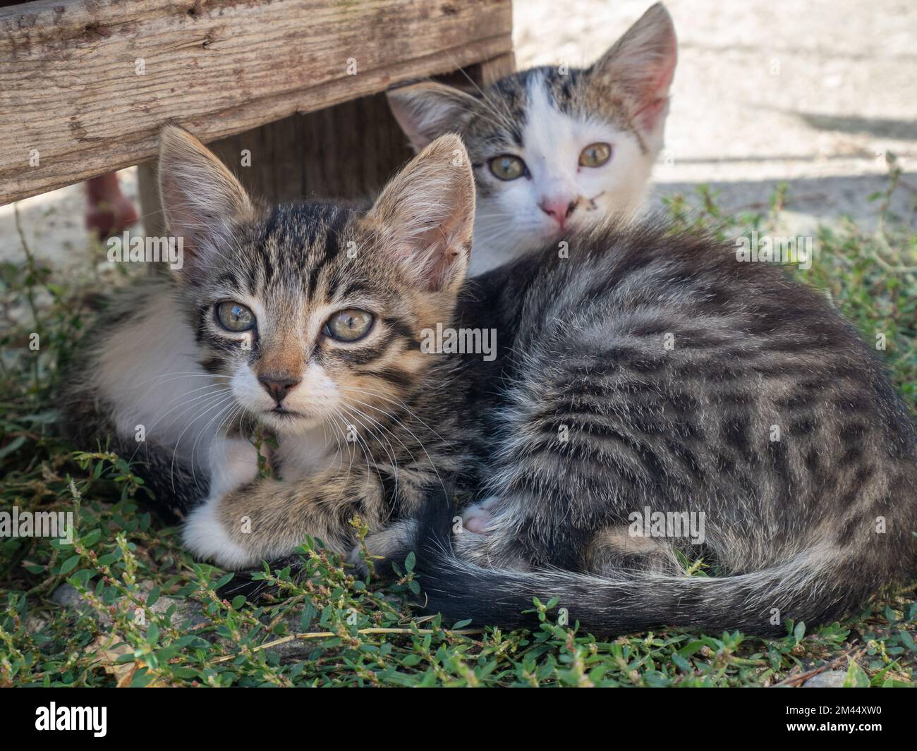 Tabby gray white kittens hi-res stock photography and images - Alamy