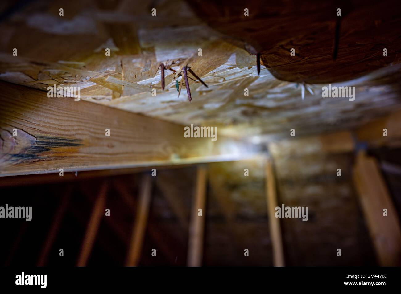 roofing nails protruding through plywood ceiling in attic Stock Photo