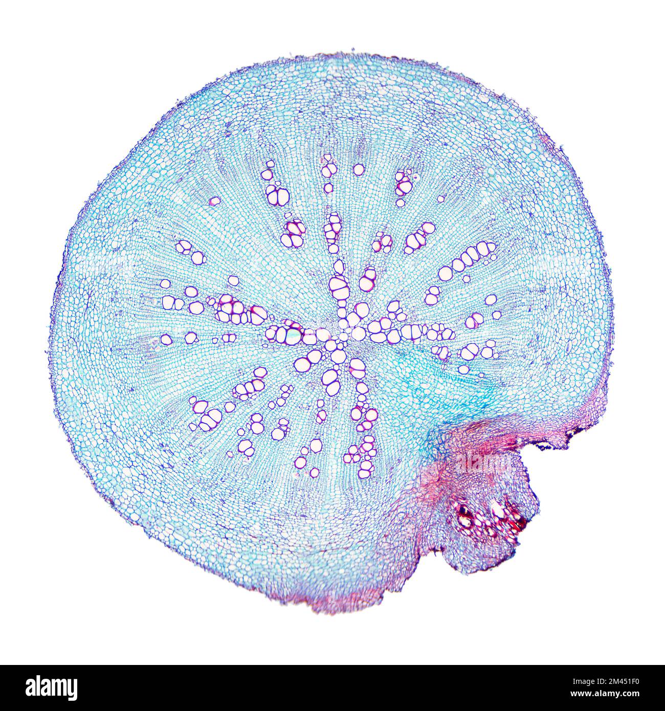 Radish root, cross section under light microscope. Transverse section through the root of the Raphanus sativus plant. Micrograph at 8X magnification. Stock Photo