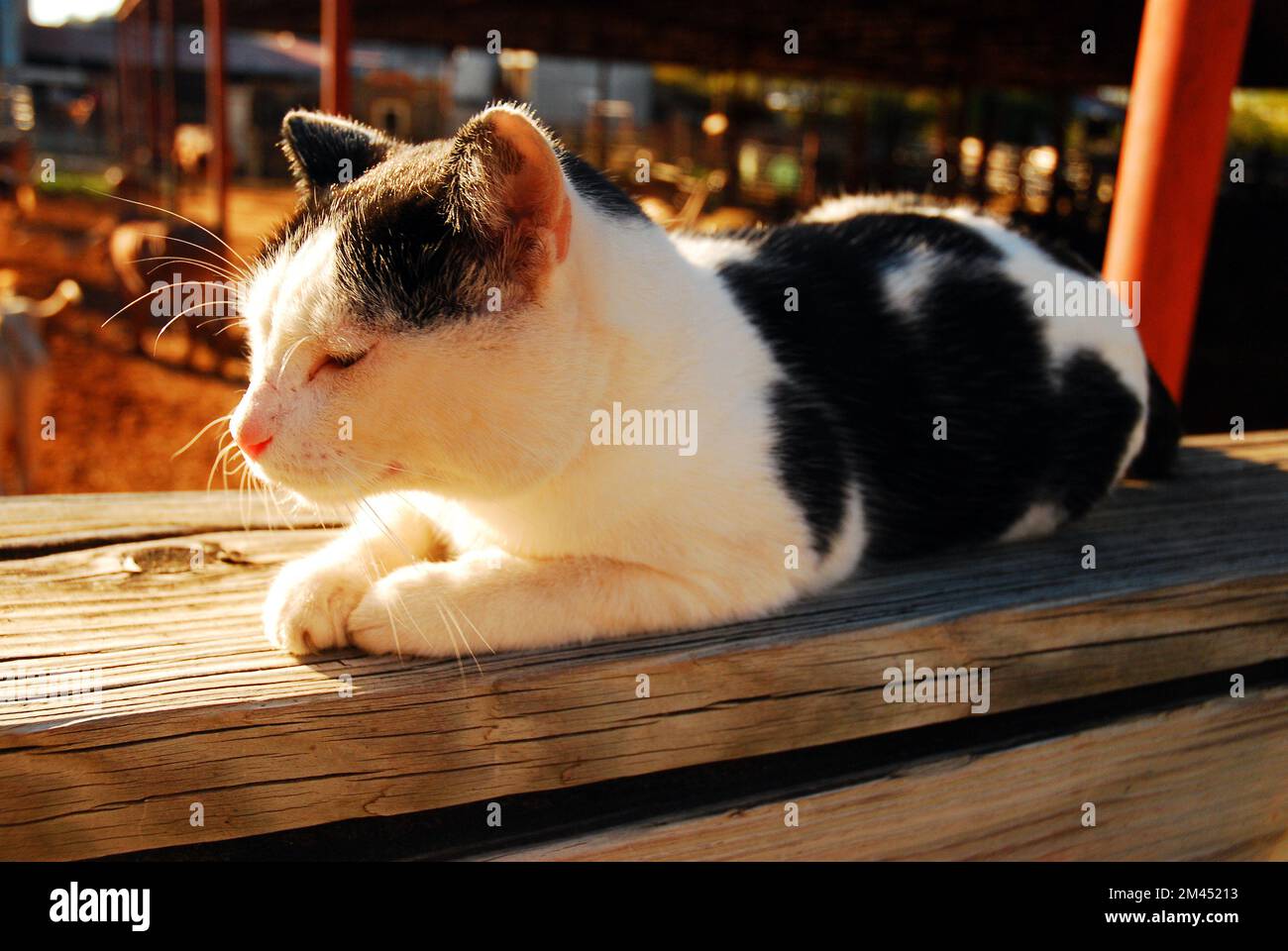 A lone pet feral cat sits in the warm sun atop a wooden fence on a ranch Stock Photo
