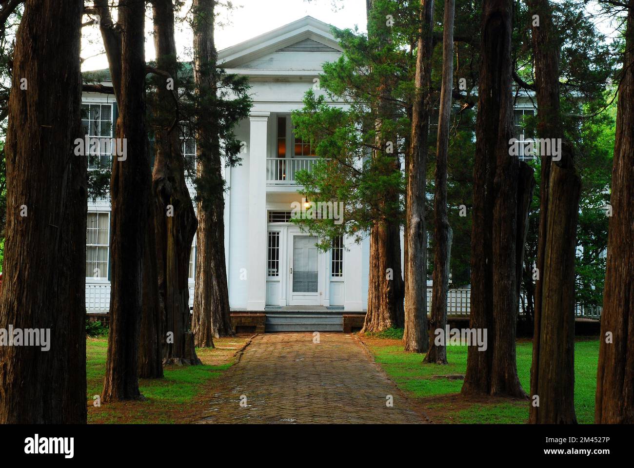 A row of oak trees greets visitors to Rowan Oak, the home of author