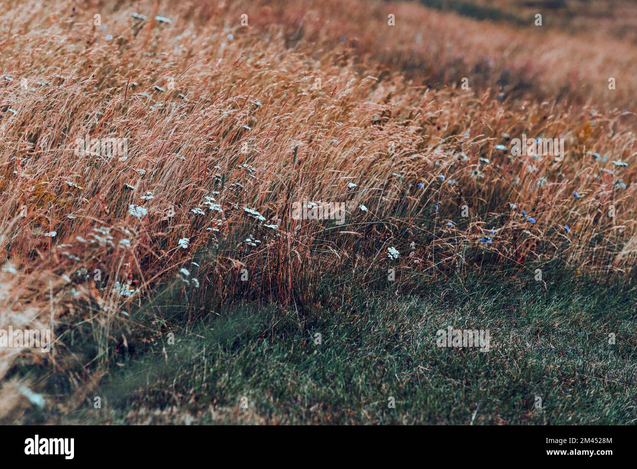 The small white and blue flowers in a needlegrass field during windy weather Stock Photo