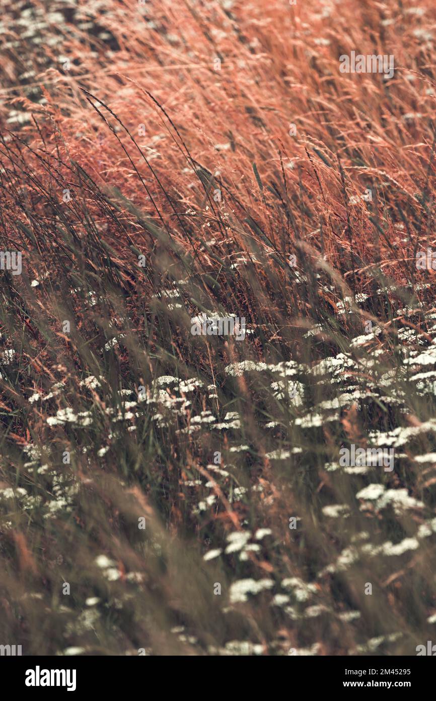 A vertical of small, white flowers in a pinkish needlegrass field during the windy weather Stock Photo