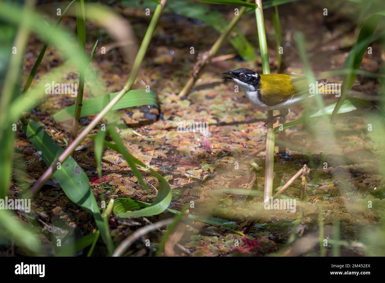 A single White-throated Honeyeater is perched over a small puddle ready to take a drink at Abattoir Swamp near Mount Molloy, Queensland, Australia. Stock Photo