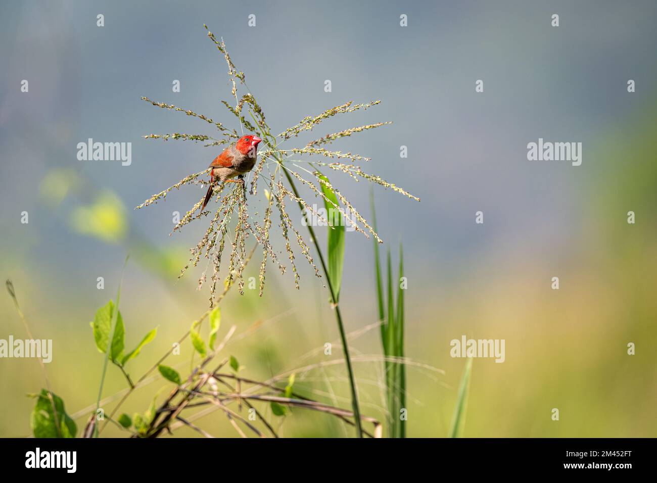 Single male Crimson finch perched and foraging on grass seed-heads at the Cattana Wetlands in Cairns, Queensland, Australia. Stock Photo