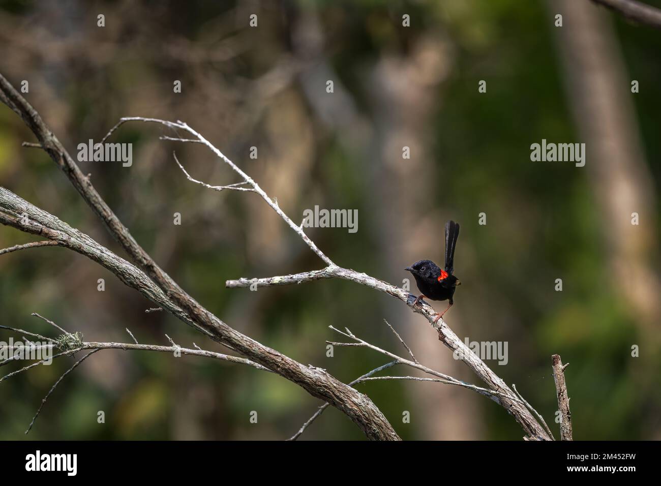 A single male Red-backed Fairywren perched on a dead tree branch staking claim to its territory at Cattana Wetlands, Cairns, QLD in Australia. Stock Photo