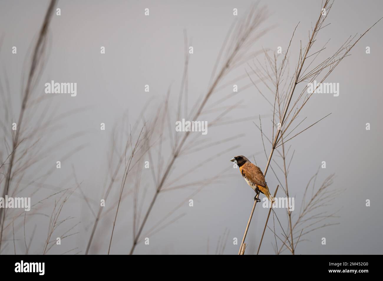 A single Chestnut-breasted Mannikin perched on a grass seed-head in an open field at Cattana Wetlands nature reserve in Cairns, QLD in Australia. Stock Photo