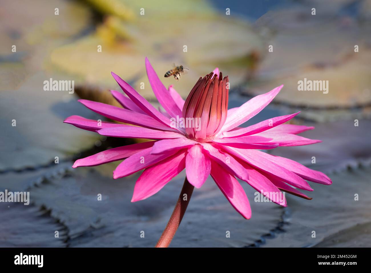 A healthy, tropical wetland with a vibrant, pink waterlily in the foreground framing a hovering, pollen carrying honey bee in Cairns, QLD, Australia. Stock Photo