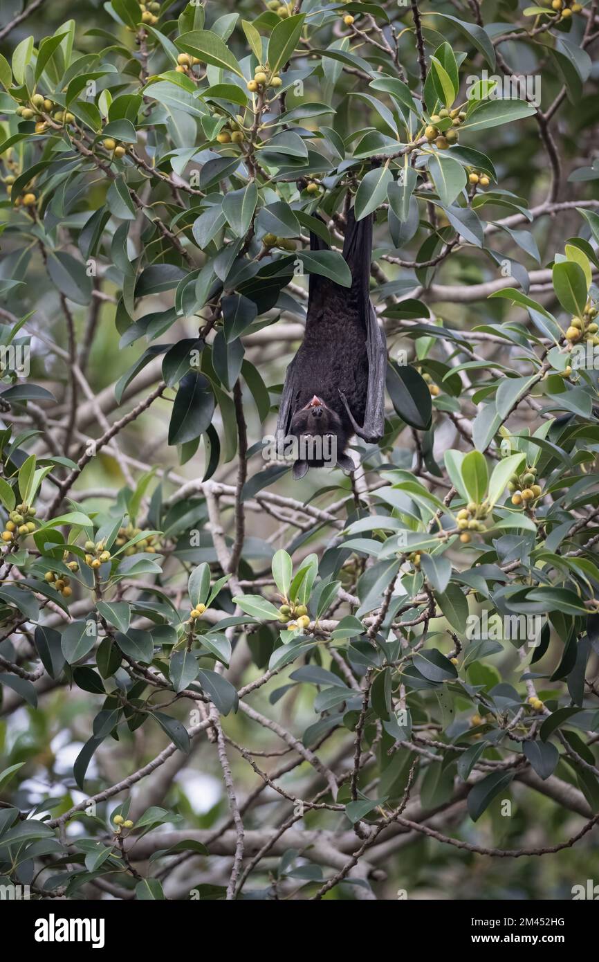 A large black flying fox hangs from a tree branch staring wide-eyed ...