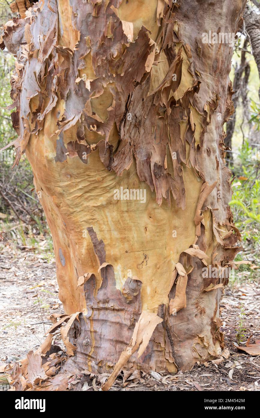Sydney Red Gum Tree shedding bark Stock Photo Alamy