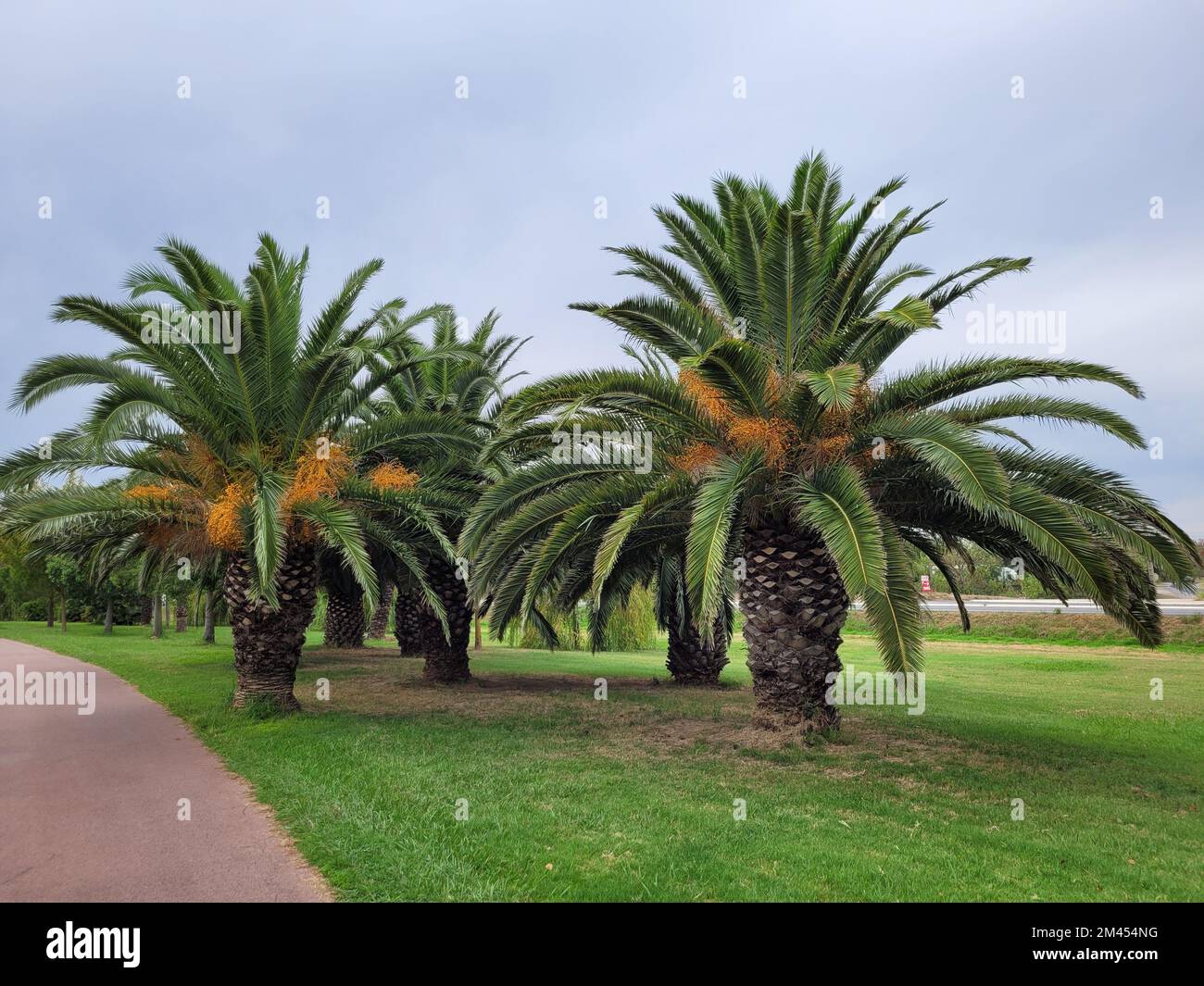 A beautiful scenery of Date palms in a grass landscape Stock Photo - Alamy