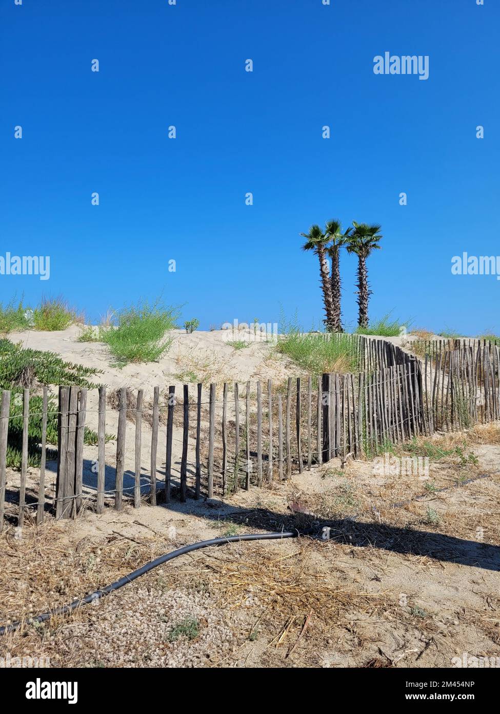 A vertical shot of wood fence in rural area and three palms behind ...