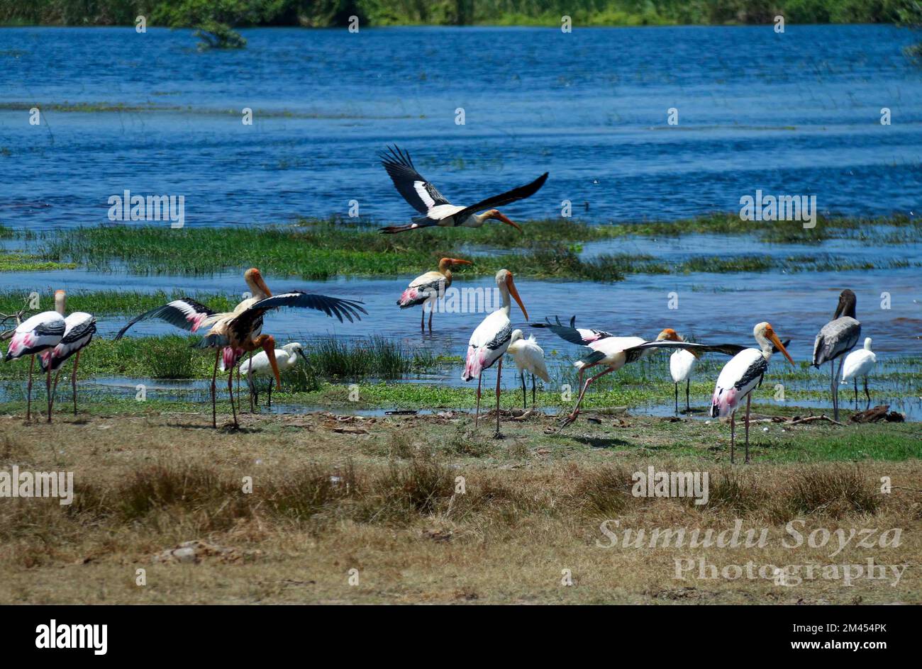 Beautiful birds in Sri Lanka in the Wild Stock Photo Alamy