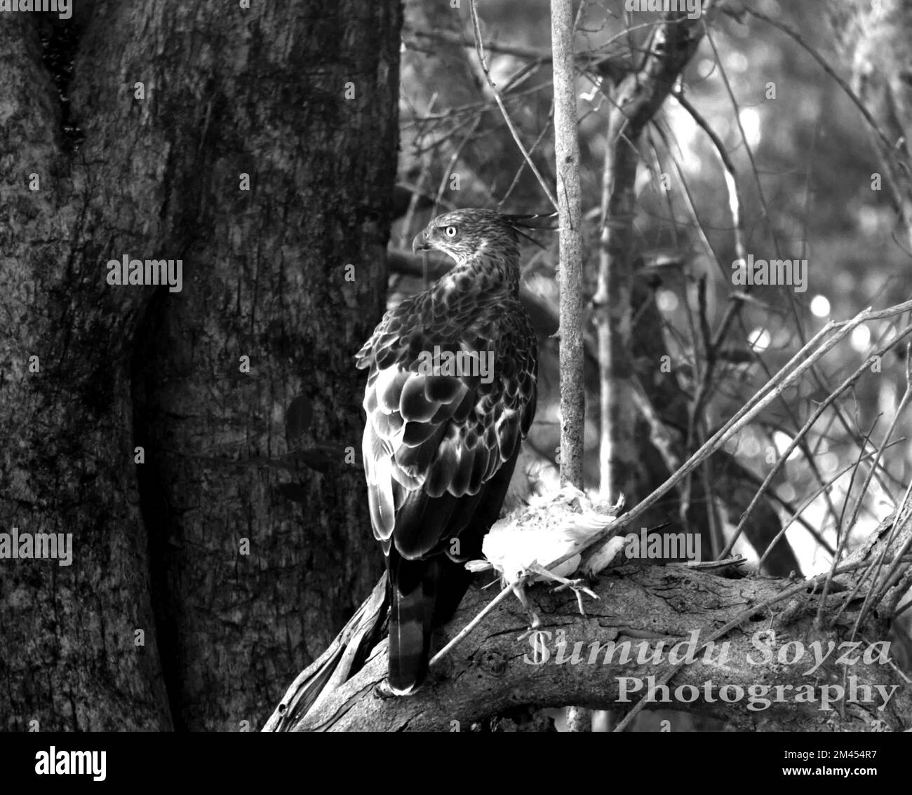 Beautiful birds in Sri Lanka in the Wild. Stock Photo