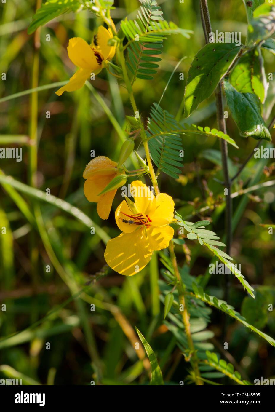 A Partridge Pea (Chamaecrista fasciculata) in a wildland in Middle Tennessee Stock Photo