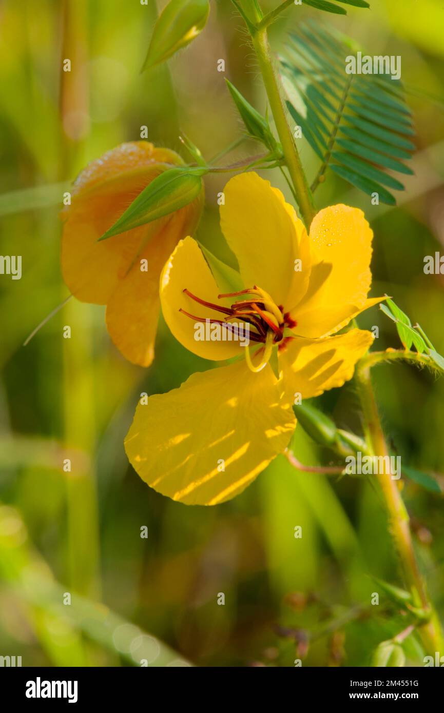 A Partridge Pea (Chamaecrista fasciculata) in a wildland in Middle Tennessee Stock Photo