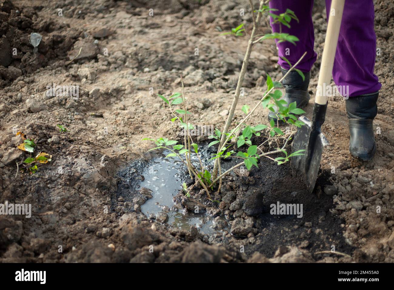 Shovel in ground. Planting trees. Details of planting plants in park. Garden tools. Digging up soil. Stock Photo