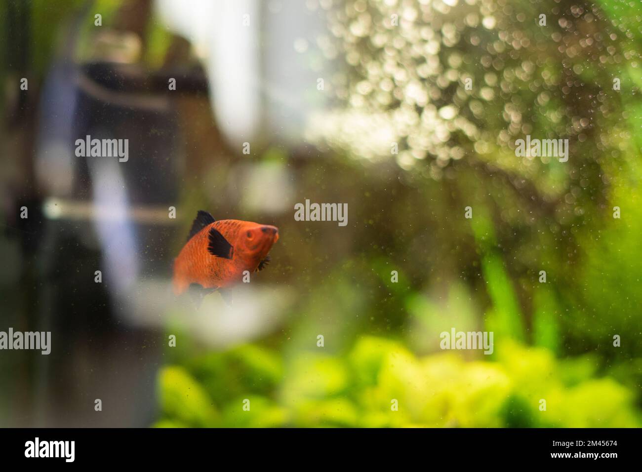 Fish in aquarium. Aquarium with swimming fish. Plants in water. Water in tank. Shooting through