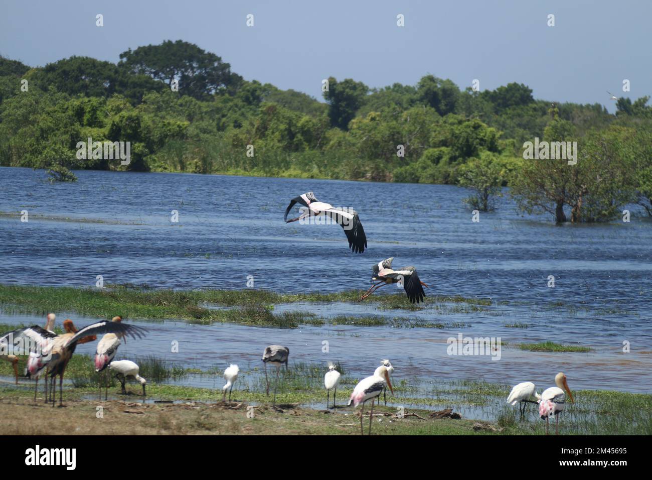 Beautiful birds in Sri Lanka in the Wild Stock Photo Alamy