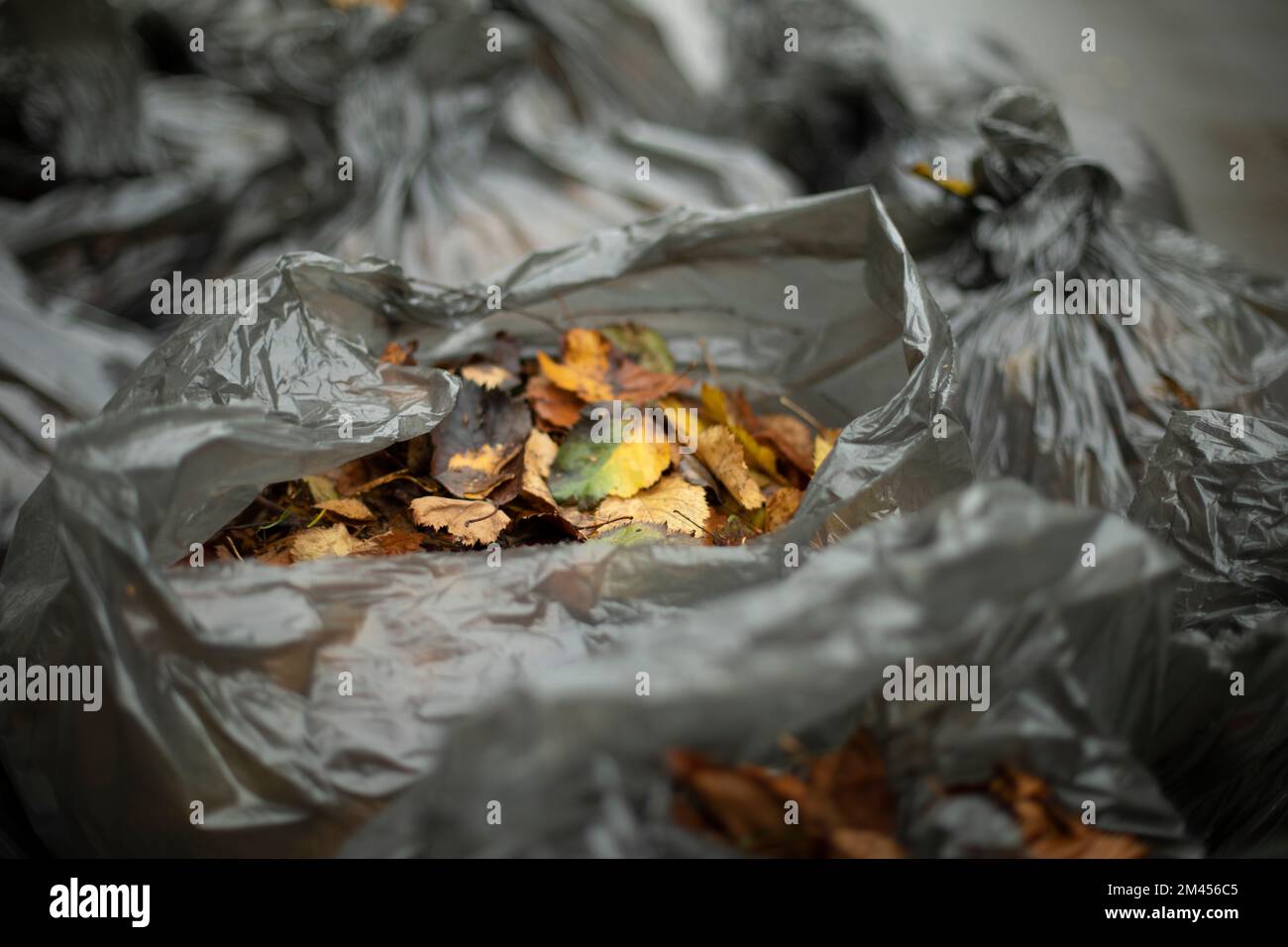 Black garbage bags. Cleaning on street. Waste bags. Black plastic. Picking leaves in yard. Stock Photo