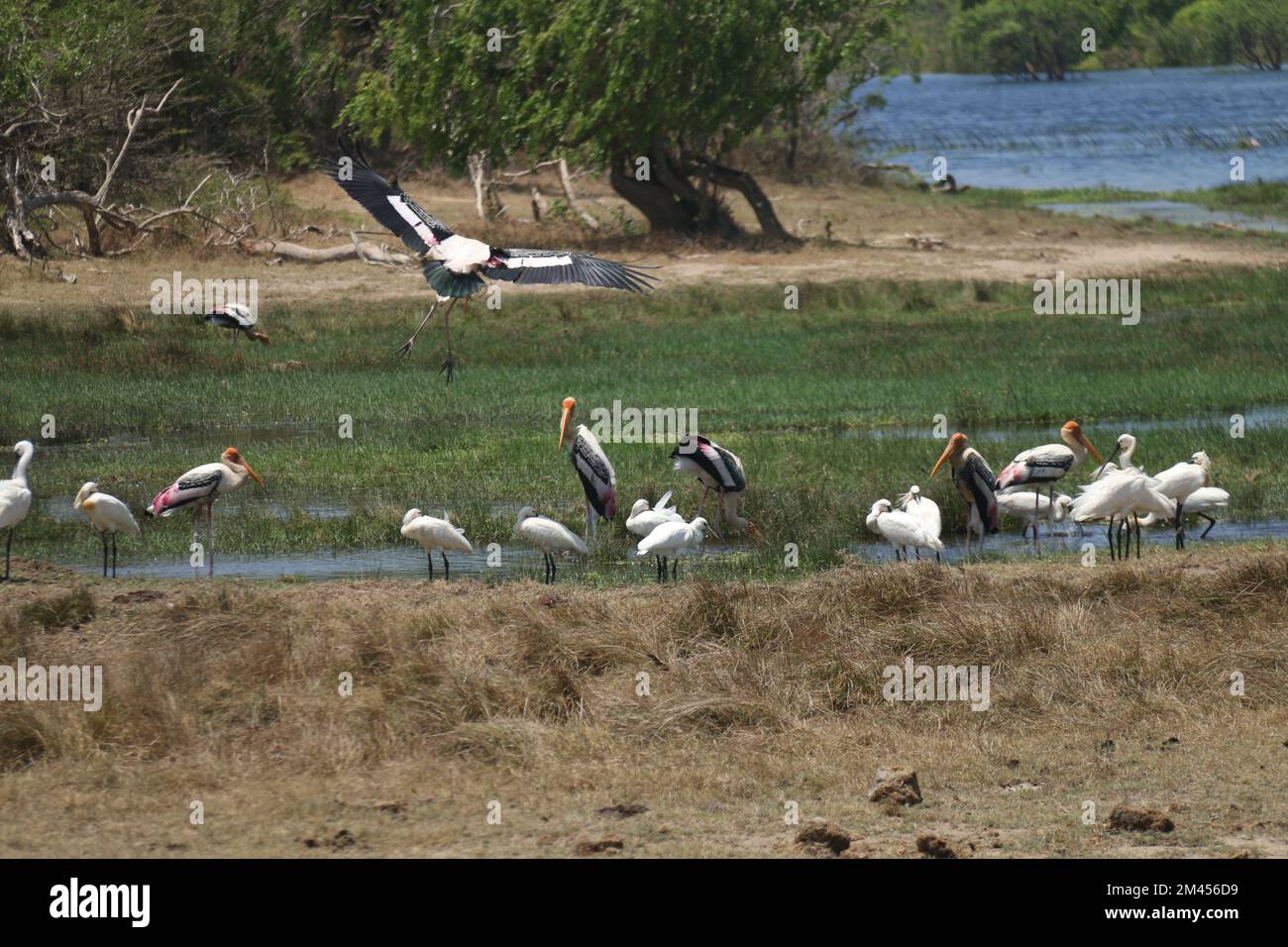 Beautiful birds in Sri Lanka in the Wild Stock Photo Alamy