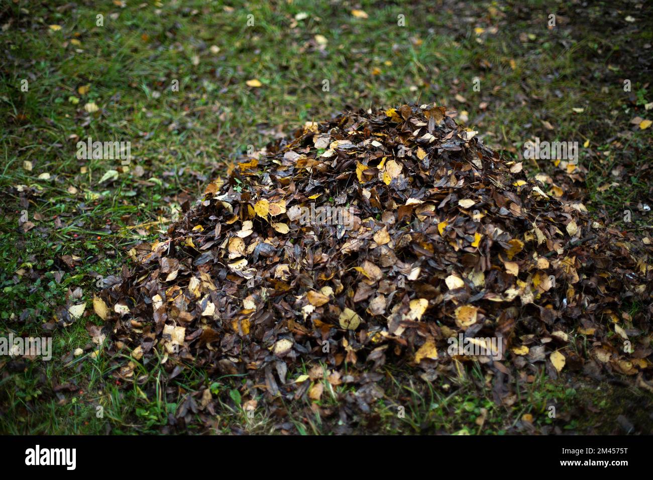 Leaves on grass. Cleaning leaves. Pile lies on lawn. After cleaning. Stock Photo